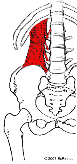 Quadratus Lumborum runs from the lower ribs to the top of the ilium. There are also connections to the spine. This is your "hip hiking" muscle - imagine a "belly dance" sort of motion - but if course it's essential in walking and other daily movements.