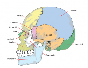 Human skull bones