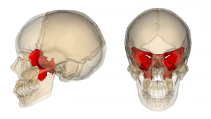My favorite cranial bone, the sphenoid. It barely shows at the side of the head, but inside it makes a gorgeous butterfly shape. When torqued, it also gave me a monstrous migraine headache!
