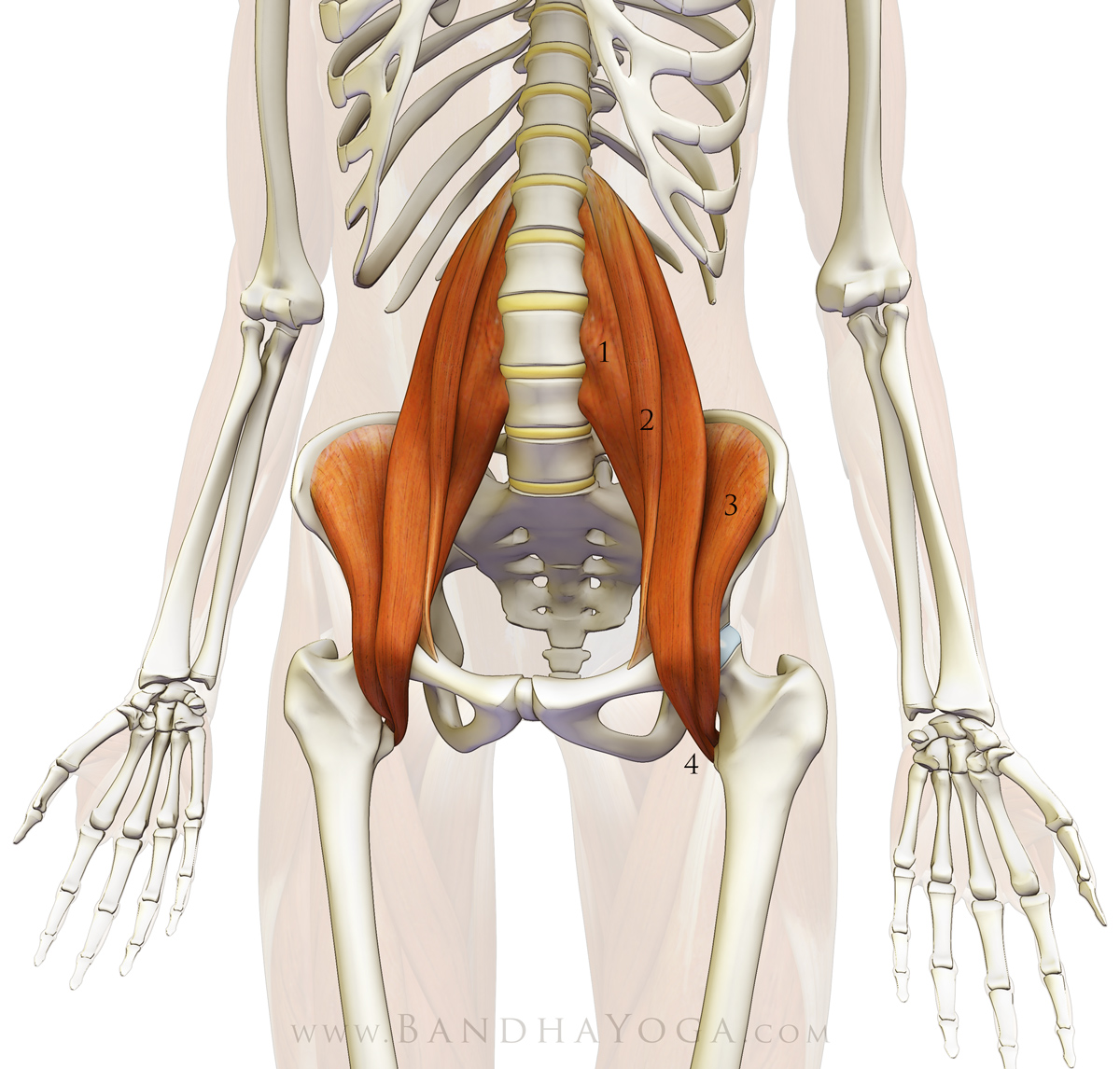 Iliopsoas starts at the front of the spine and the ilium, goes through the pelvic cavity, and attaches to the femur. It gets tight on people who sit a lot, particularly if you are tense while sitting (motorcylists and people who hate their jobs). 